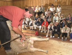 Demonstration at Sheep World